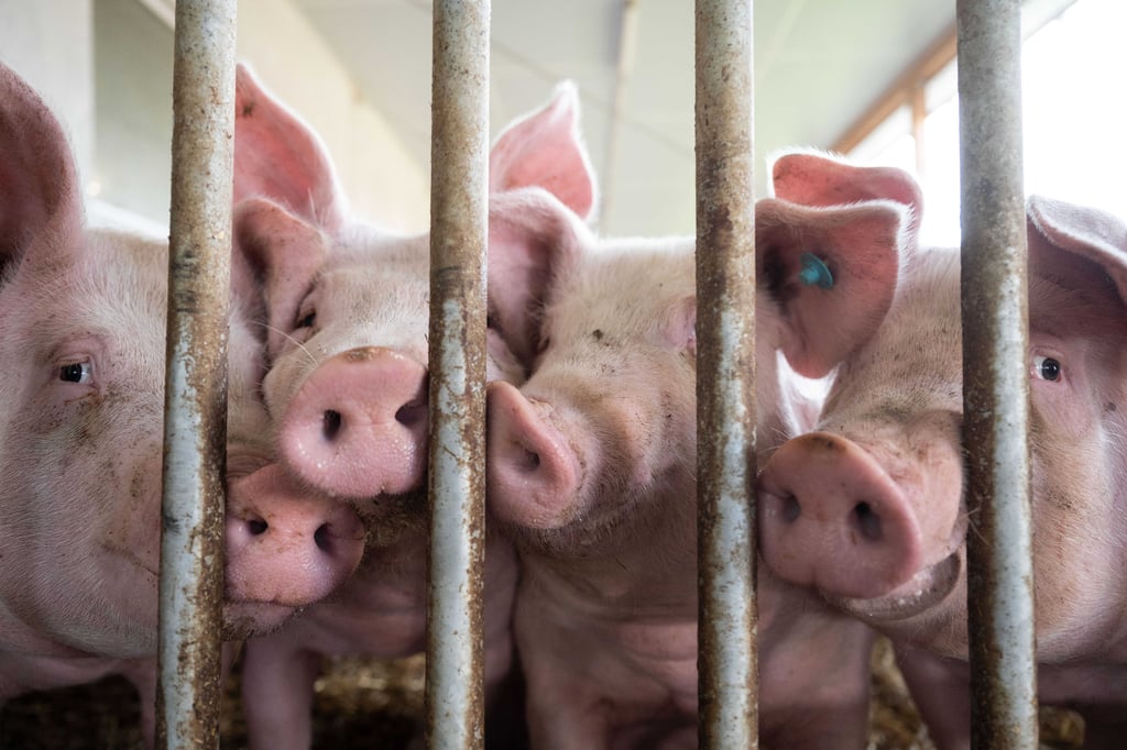 Westfleisch arbeitet weiter an Aufklärung der Tierquälerei-Vorwürfe