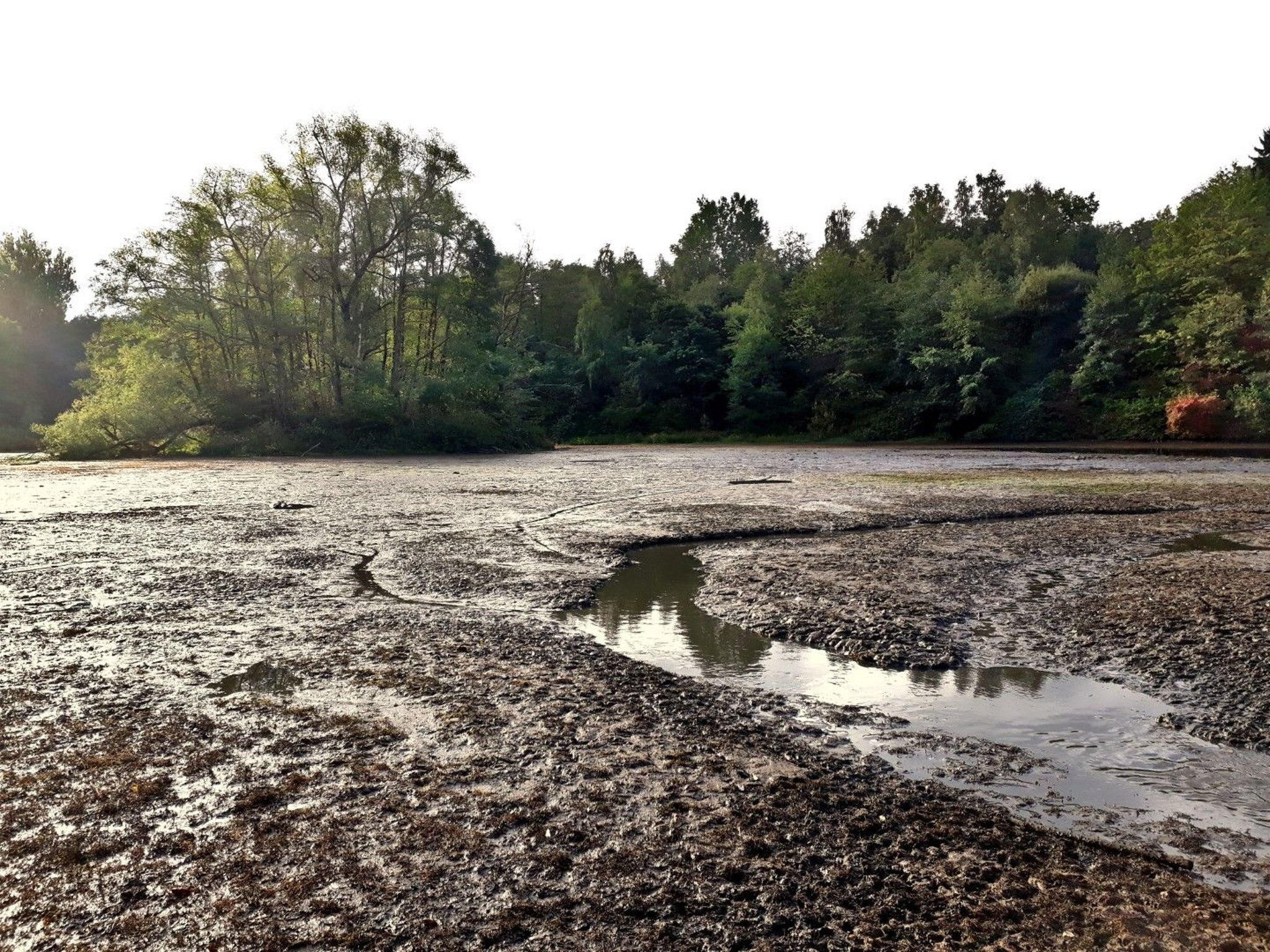 Zweiter KarpkeTeich ist trockengelegt