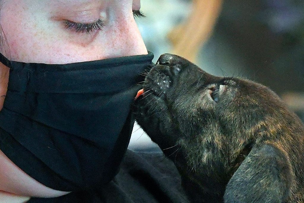 Corona bei Haustieren Gefahr für Mensch und Tier?