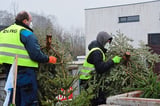 Die DLRG-Ortsgruppe Havixbeck sammelte in Havixbeck und Hohenholte ausrangierte Weihnachtsbäume ein und brachte sie zum Wertstoffhof.