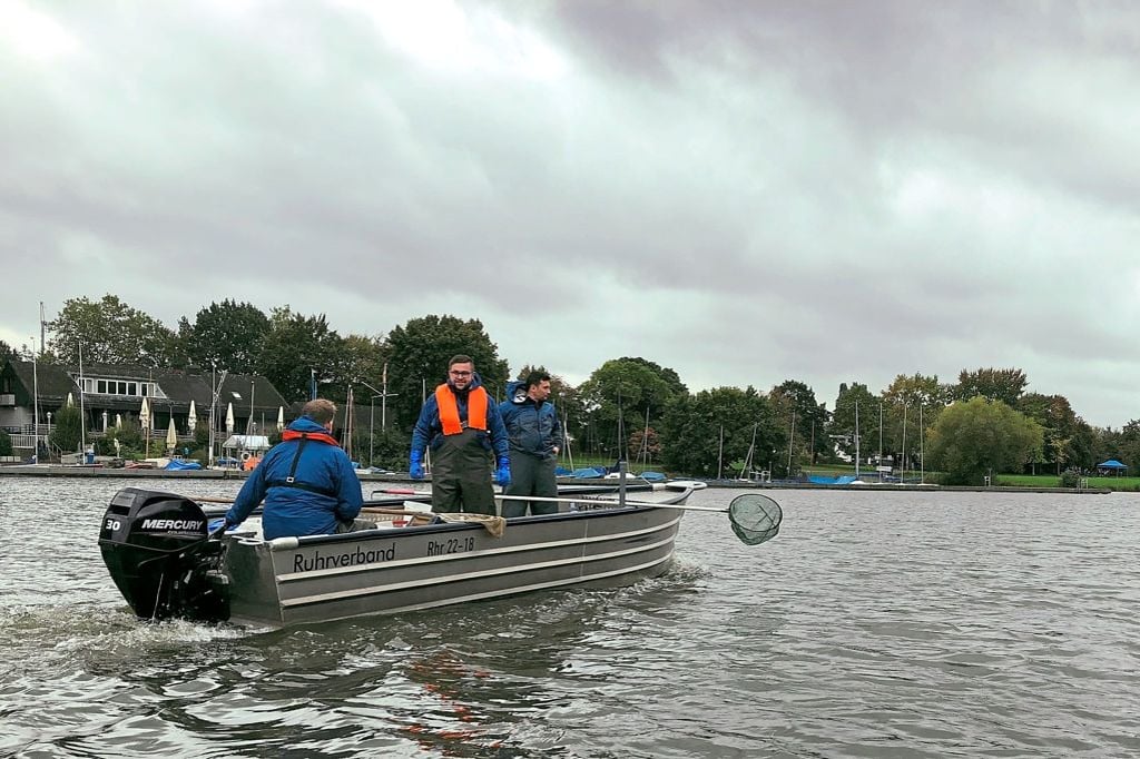 Im Aasee wird der Fischbestand geprüft