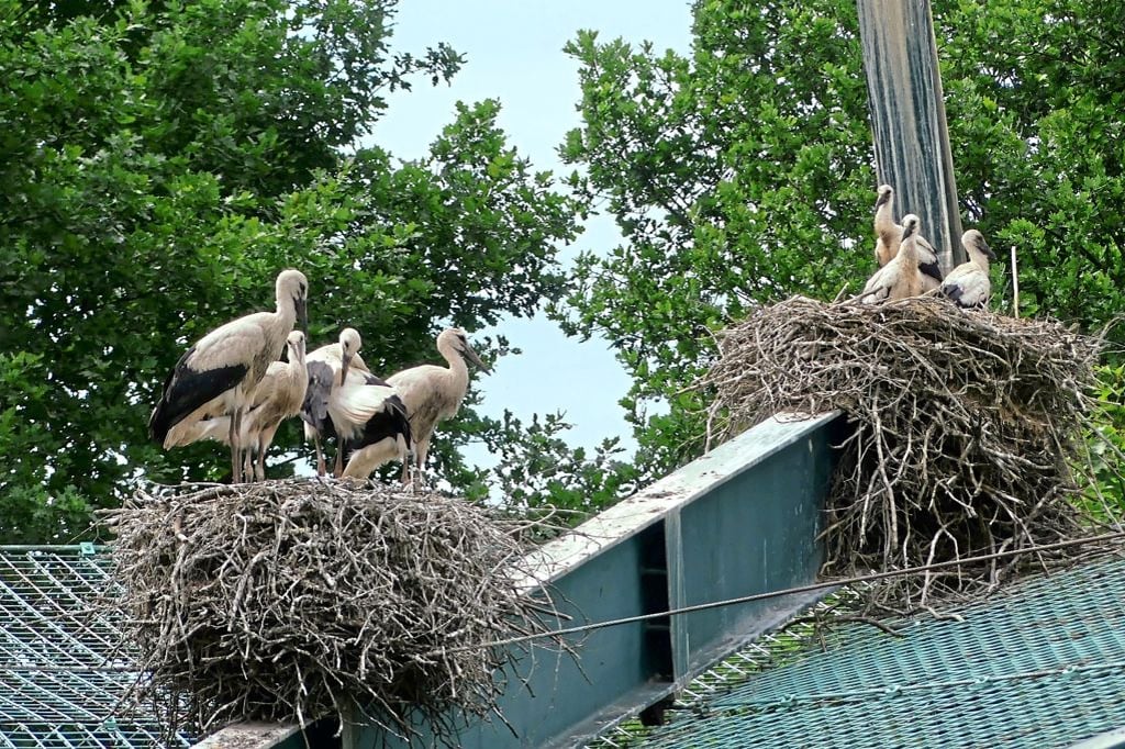 Immer mehr Störche in Münster