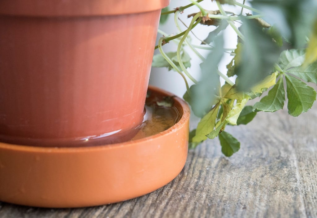 So wird man Schimmel im Blumentopf los