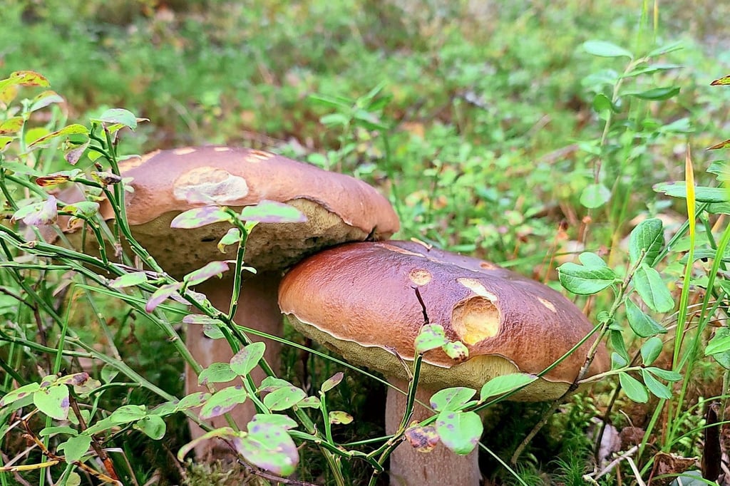 Tipps zum Thema Pilzbestimmung