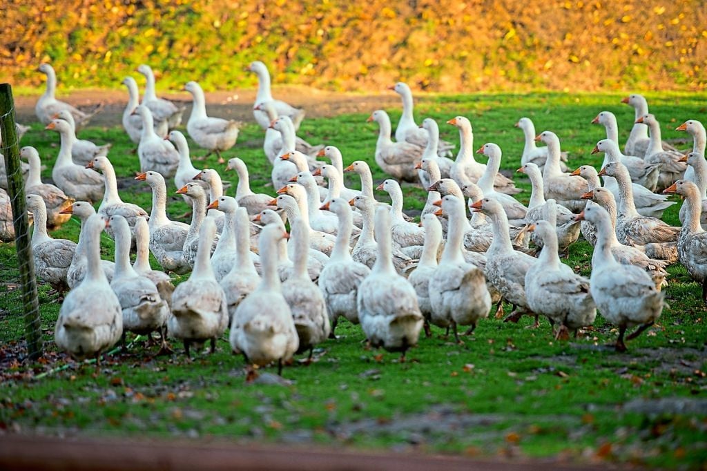 Gänse-Essen fällt in vielen Restaurants aus