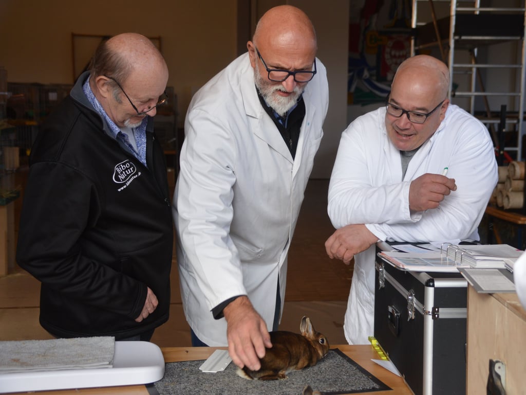 Die Schau der flauschigen Lieblinge Kaninchenausstellung in