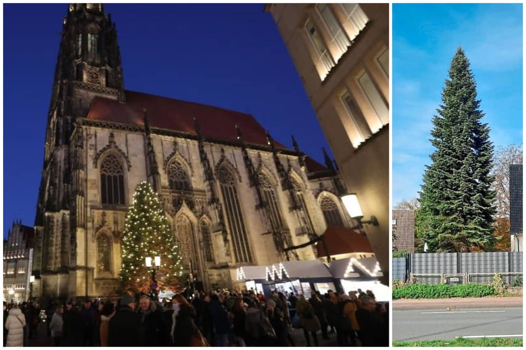 Diese wird Münsters Weihnachtsbaum