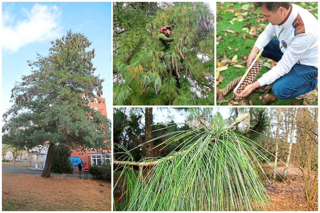 Baumkenner untersuchen exotischen Baum in der Hittorfstraße