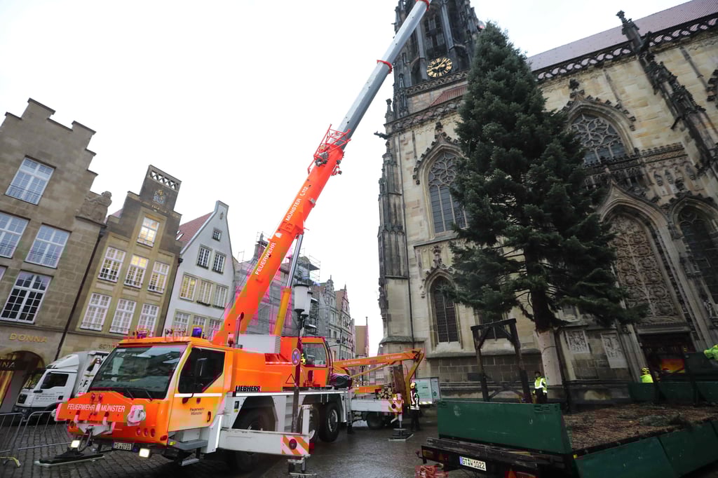 Lamberti-Tanne auf dem Prinzipalmarkt aufgestellt