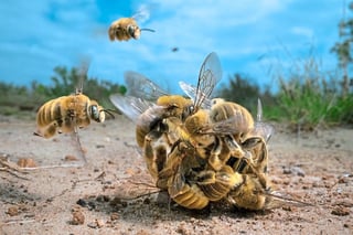 Wildlife Photographer of the Year“: Ausstellung in Münster