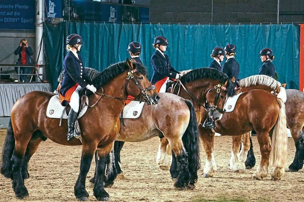 92 Hengste stellen sich Jury