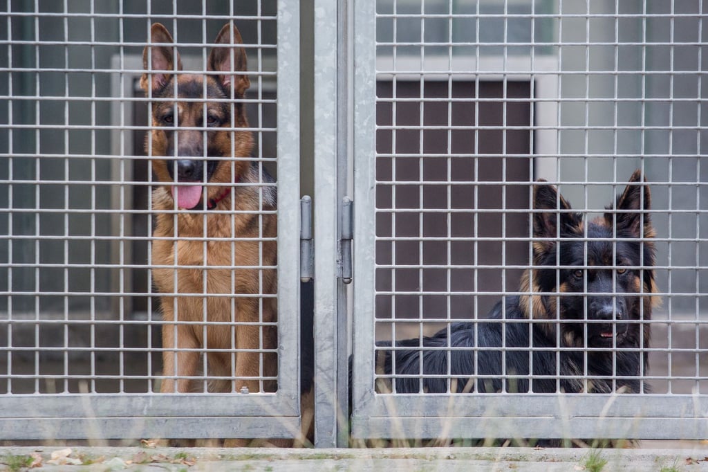 Kein-Geld-im-Bundeshaushalt-Tierheime-aus-M-nster-schlagen-Alarm