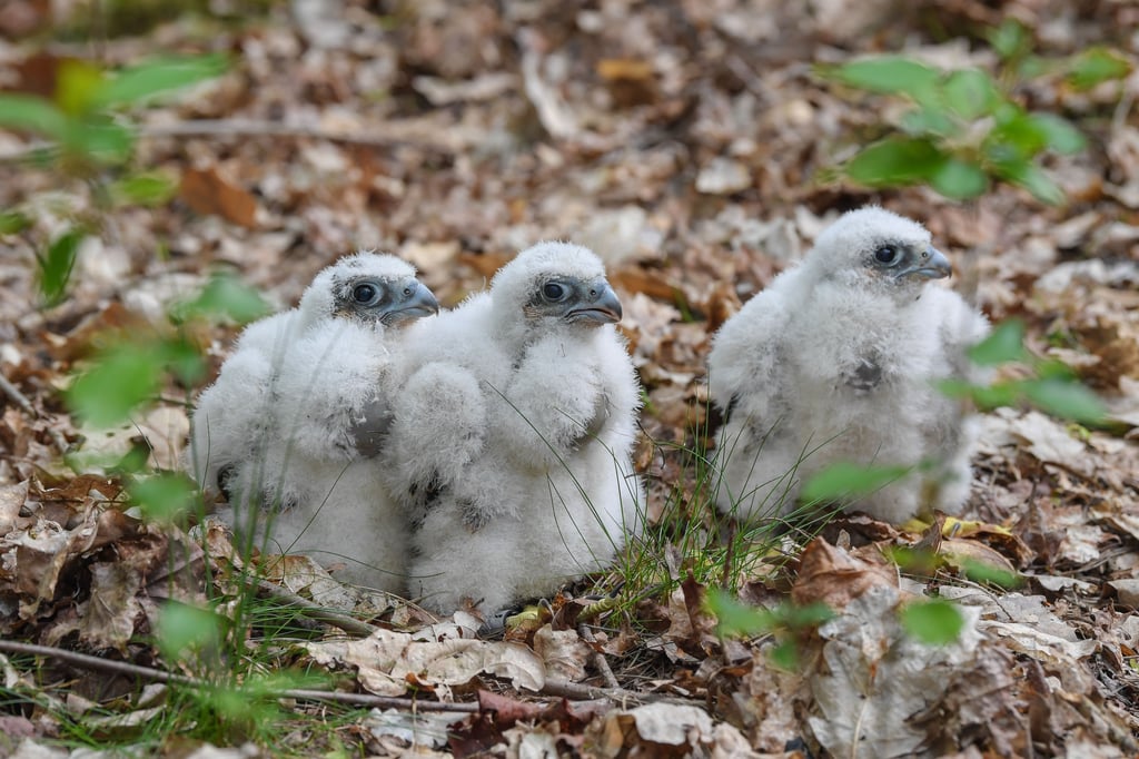 Wanderfalken vergiftet – Stadt Münster weist auf besonderen Schutz hin