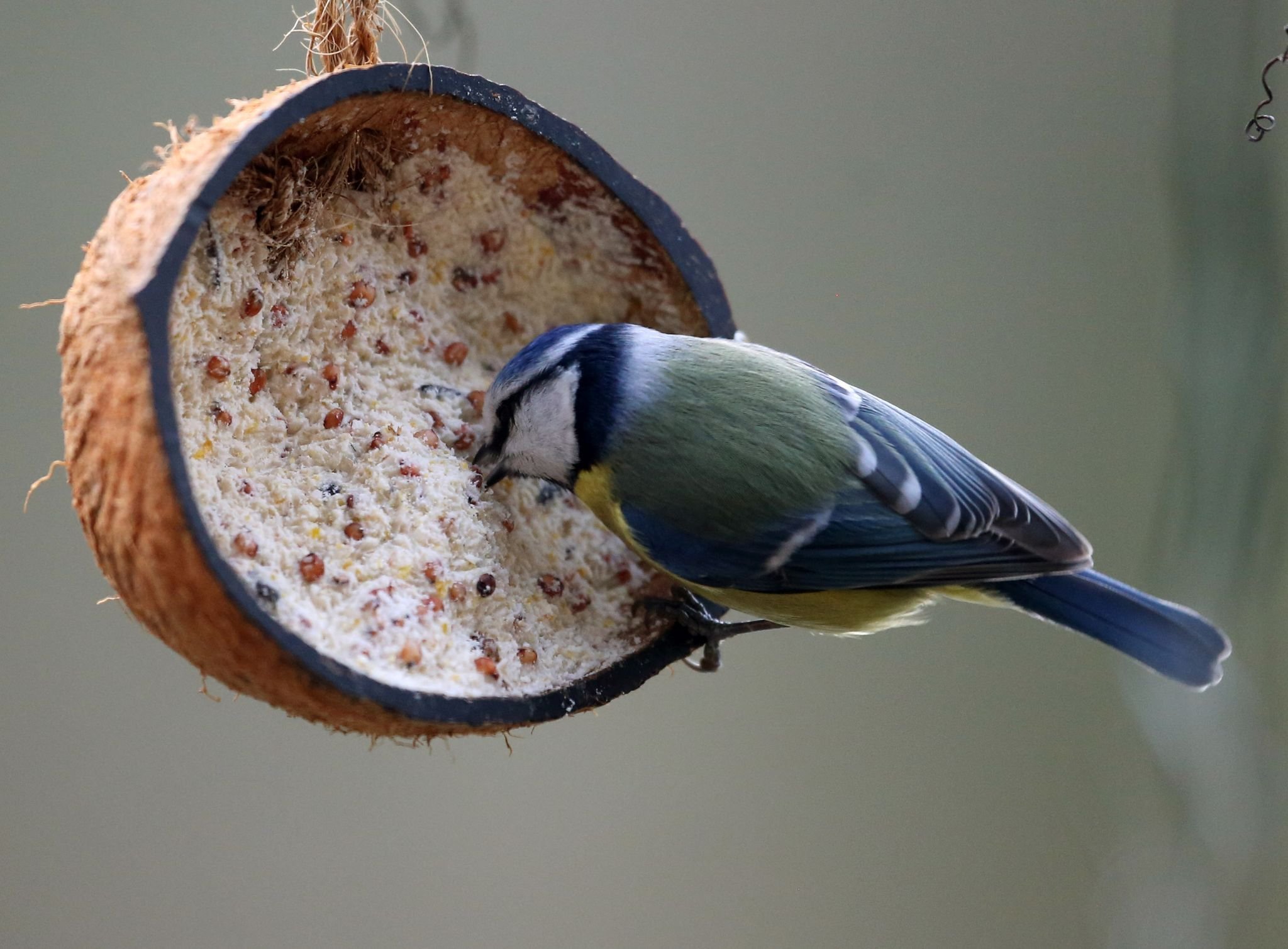 Vogelfutterbomben: Tiersnacks sind leicht selbst gemacht