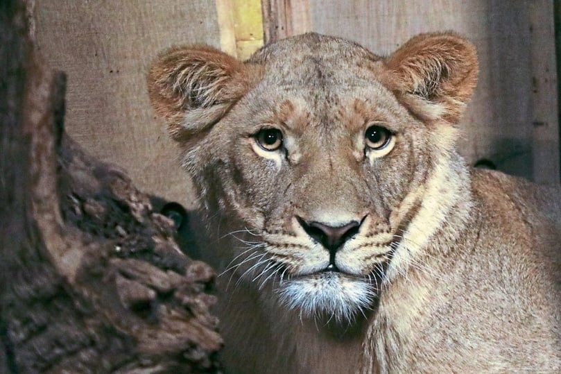 Im Allwetterzoo Münster soll ein neues Löwenrudel entstehen.