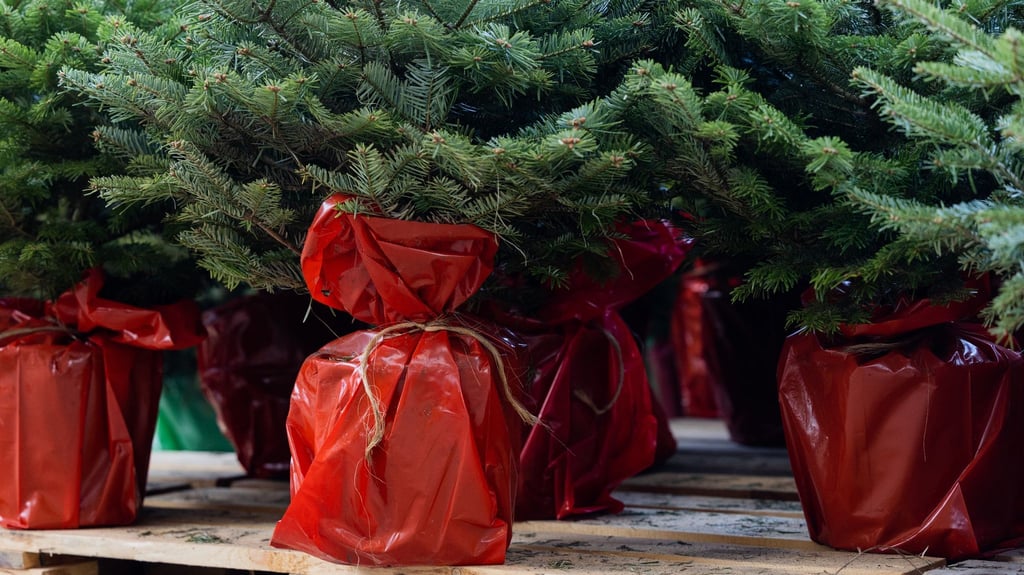 So überlebt der Weihnachtsbaum im Topf