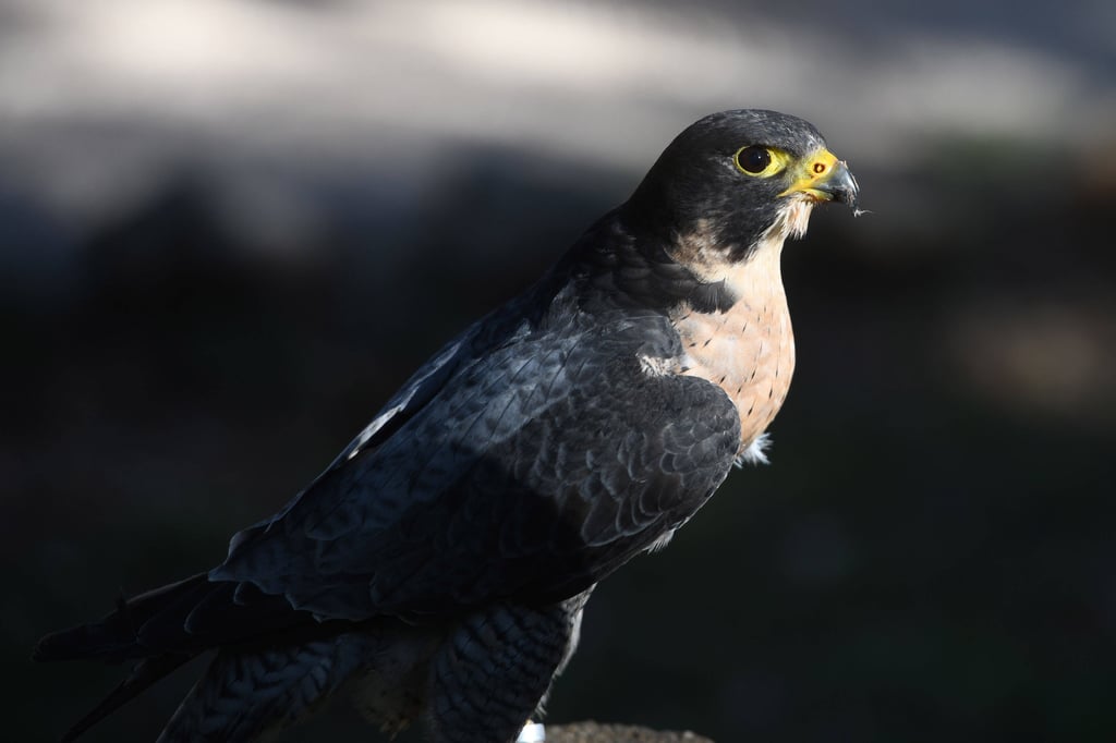 Erneut tote Wanderfalken in Münster gefunden