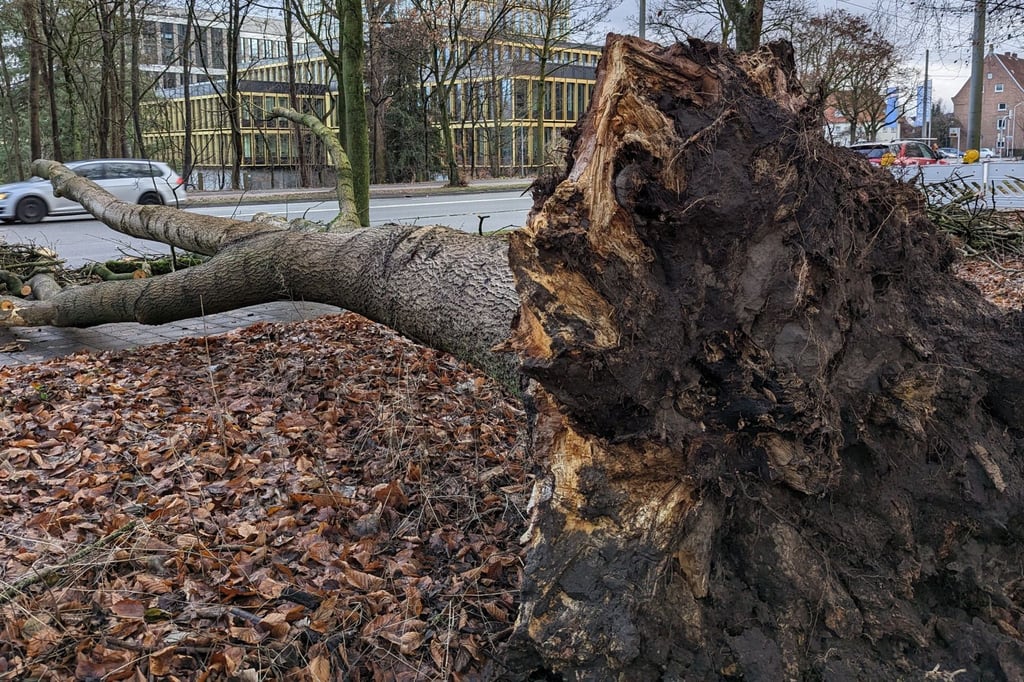 Entwurzelter Baum sorgt für Sperrung von Rad- und Fußweg