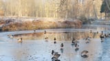 Klirrend kalt ist es Mitte Dezember. Kein Wunder, dass die Enten im Wildpark dann Eislaufen können, wie auf dem Bild von Elfriede Medding.