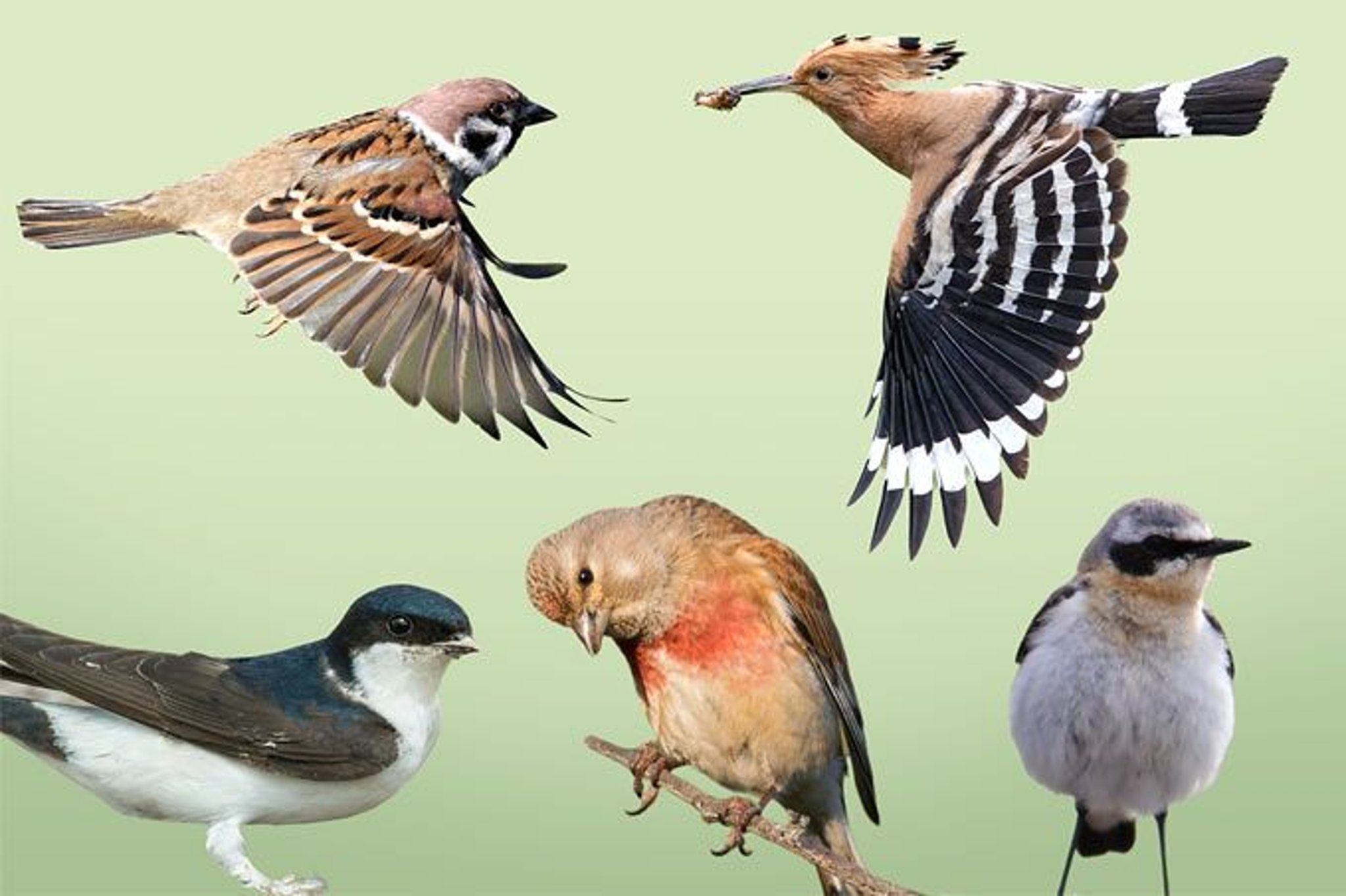 Nabu ruft zur Vogelzählung in Gärten, Parks und auf Balkonen auf