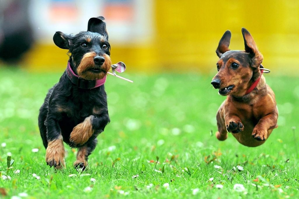 Millionen-Einnahme durch Hundesteuer