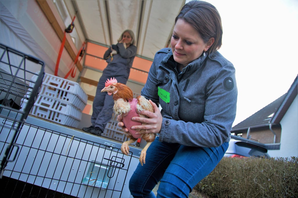 Die Hühner-Retter in Aktion