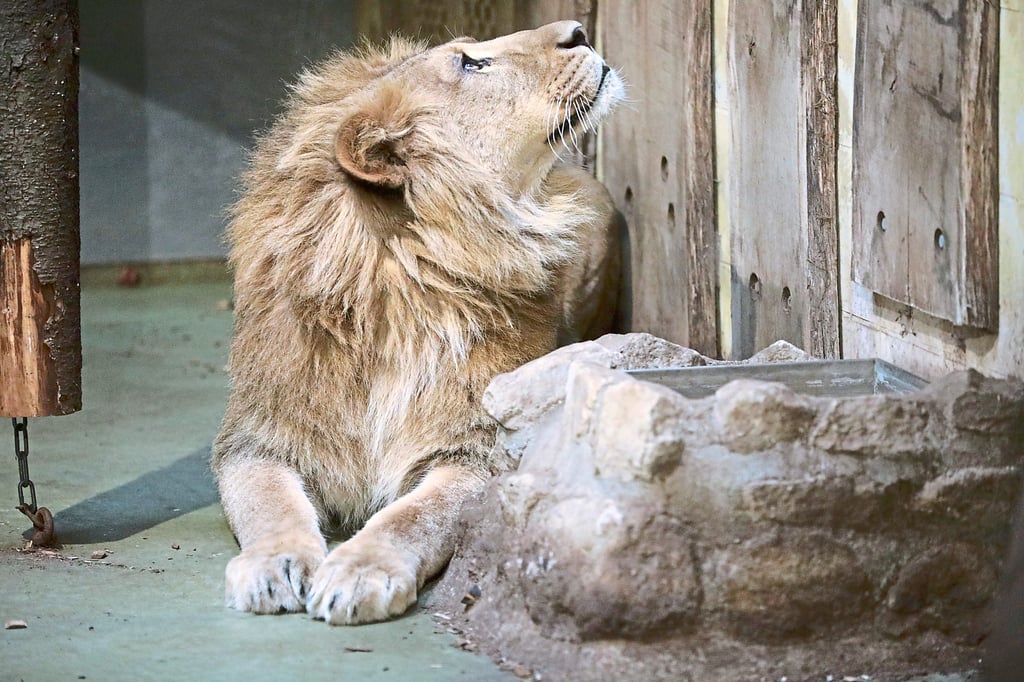 Löwe gestorben: „Sulla“ lebte nur fünf Wochen im Allwetterzoo