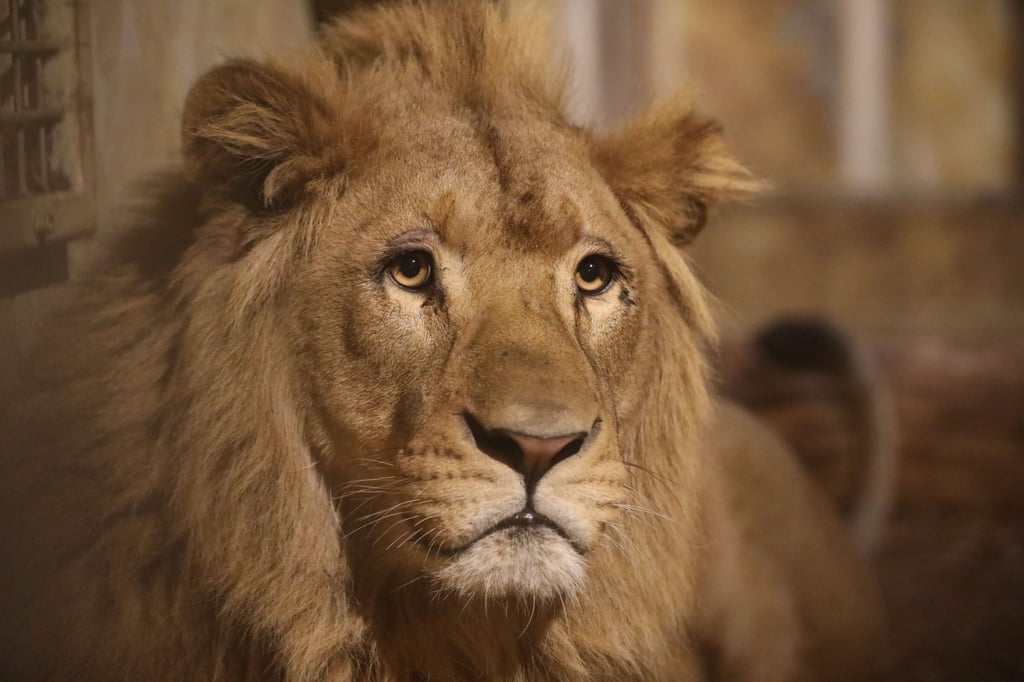 Löwe „Sulla“ im Allwetterzoo unerwartet gestorben