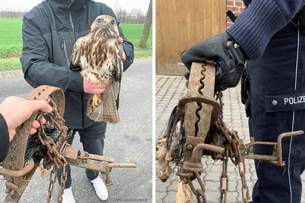 Illegale Vogelfalle: Bussard muss eingeschläfert werden