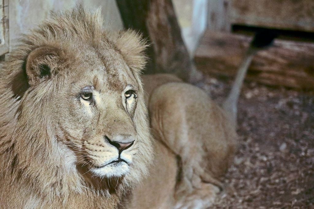 Peta fordert Zirkus-Großkatzen für den Zoo