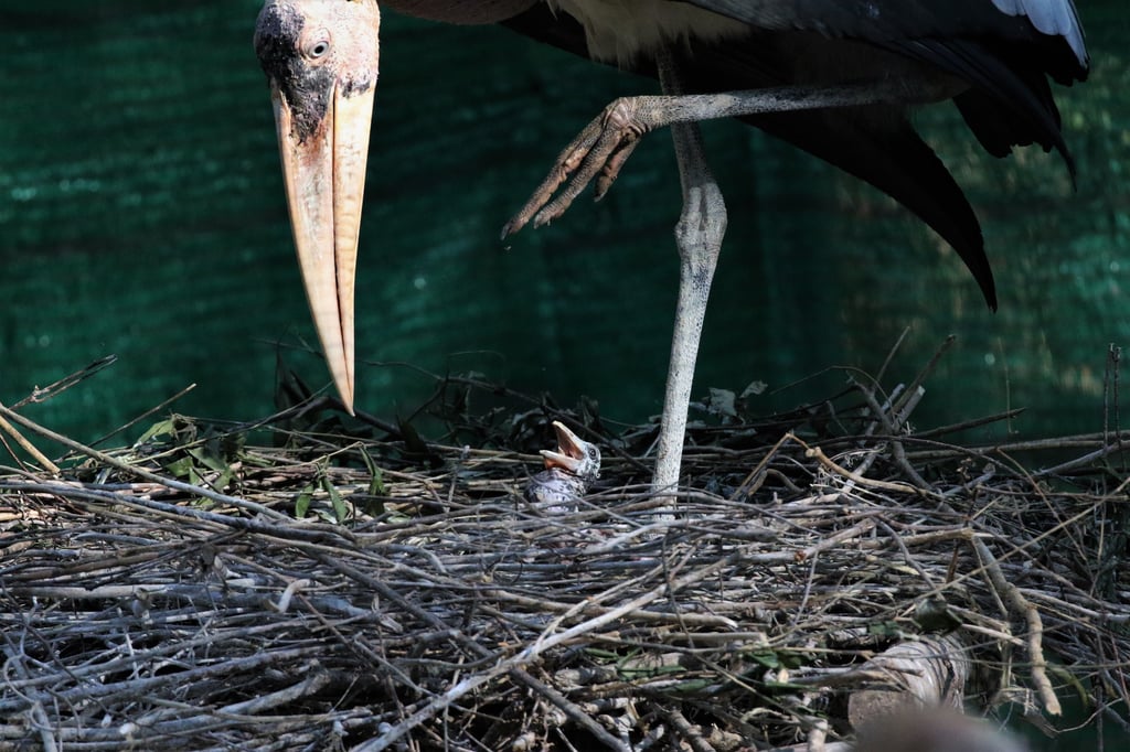 Allwetterzoo gelingt Nachzucht eines bedrohten Vogels