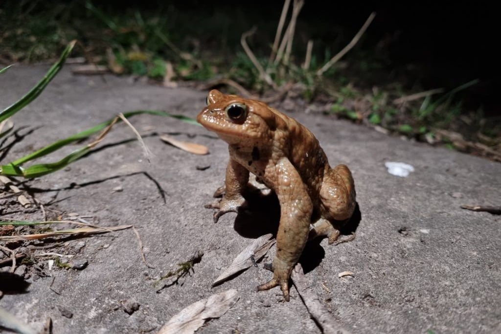 Wunderbare Welt der Amphibien auf der Hegge