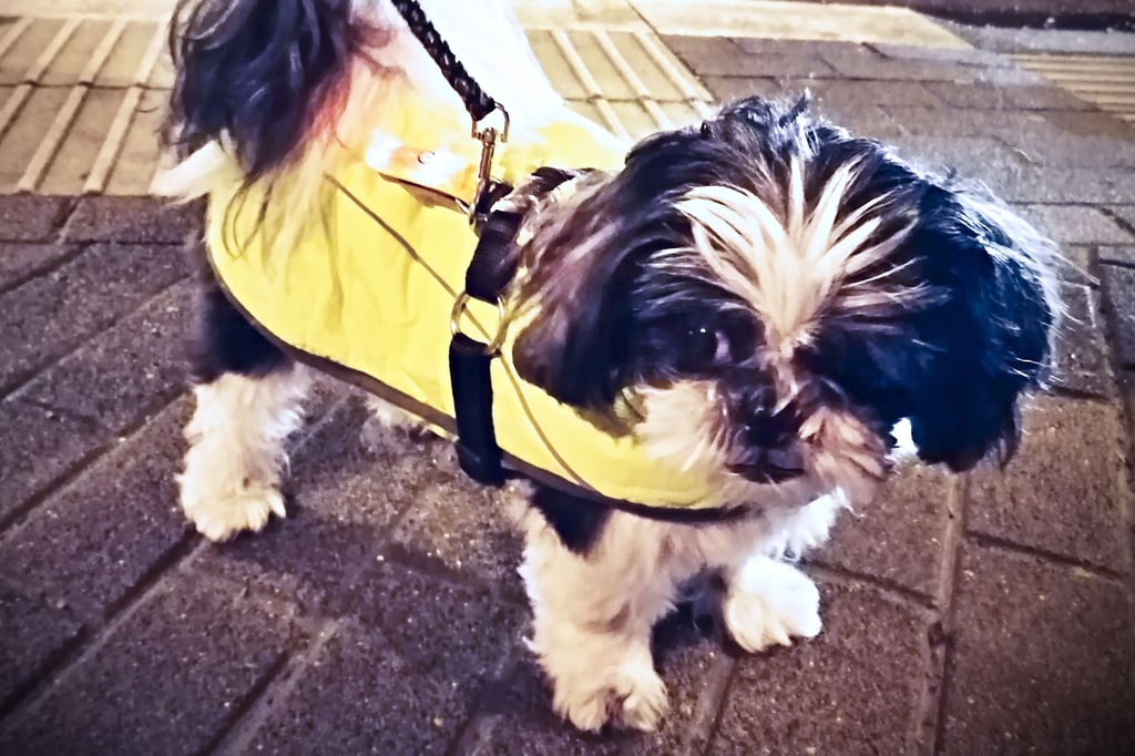 „Eddy“ darf nicht ohne Leine raus