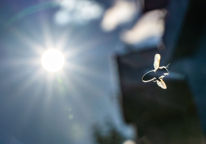 Kommen Insekten aus der Natur auf den Teller? Nein. Niemand muss befürchten, dass wild gesammelte Tierchen in den Produkten landen. Speiseinsekten, die im deutschen Lebensmittelhandel angeboten werden, stammen nach Angaben der Verbraucherzentralen ausschließlich aus kontrollierter Aufzucht. „Es existieren bisher keine Haltungsvorschriften für Insekten in Deutschland“, schreiben die Verbraucherschützer. Klärungsbedarf gebe es etwa bei Platz, Einsatz von Arzneimitteln oder einer möglichst schonenden Tötung.