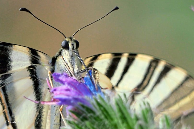 Frank Simons hat die Naturfotografie für sich entdeckt und hält am liebsten die heimischen Waldbewohner auf Bildern fest.
