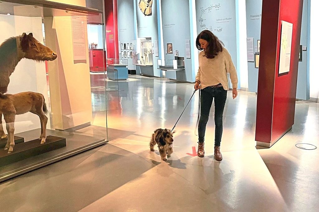 Museum Mit Hund In Der Nähe Mit dem Hund ins Museum