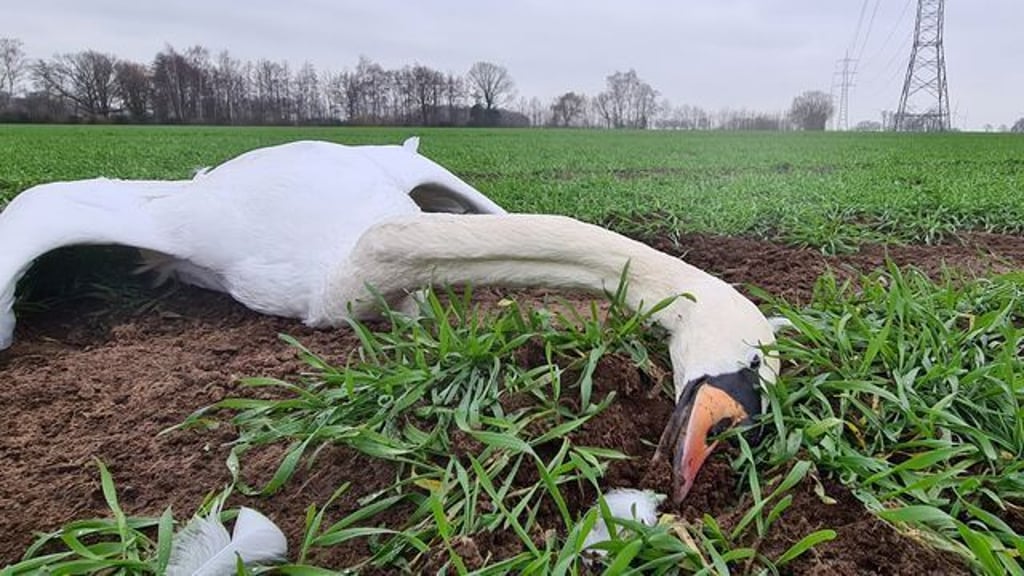 Todesursache eines Schwans gibt Rätsel auf