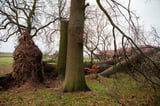 Auch kräftige Bäume sind in Getmold abgeknickt oder umgestürzt.