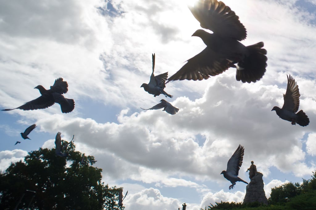 Polizei-durchsucht-Verein-Taubenfreunde-M-nster