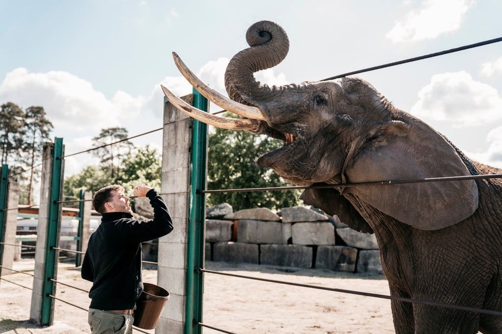 Zoodirektor Markus Köchling füttert die kranke Elefantenkuh Didi im Safariland Stukenbrock.