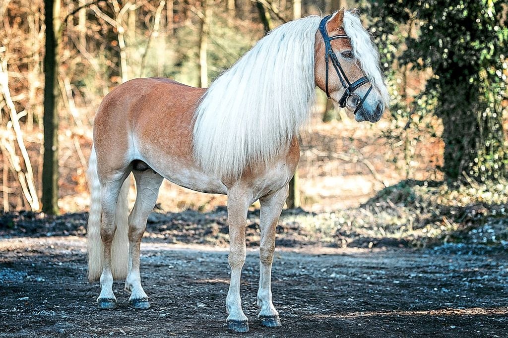 Haflinger auf dem Laufsteg im Westfälischen Pferdezentrum