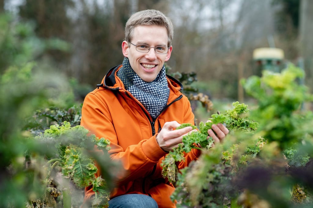 Weltweit gibt es über 150 Grünkohl-Sorten