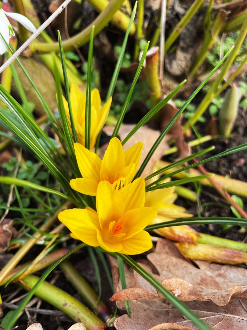 WB-Leseraktion „Frühlingserwachen im Kreis Höxter“