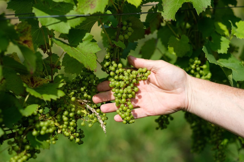 Verband Wein wird nachhaltiger und teurer