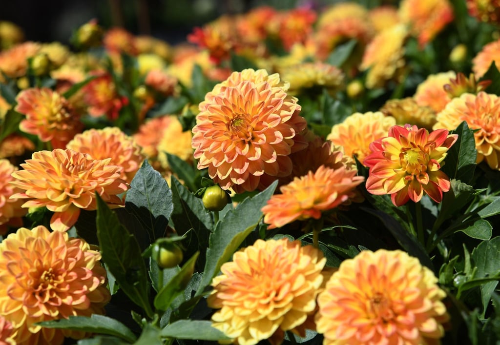 Dahlien pflanzen So setzen Sie die Sommerblumen richtig