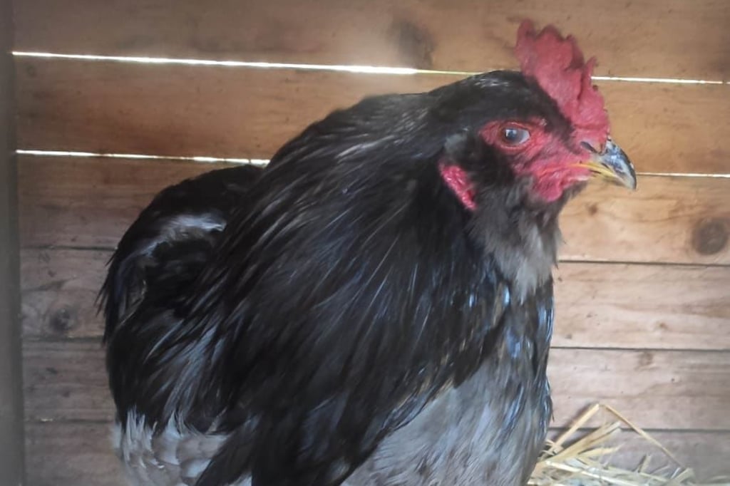 Hahn in Steinhagen zugelaufen