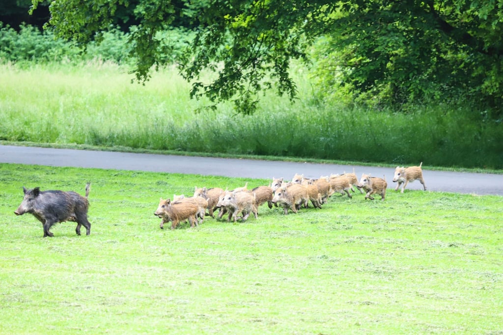 Wildschwein-Rotte macht Park in Hagen unsicher