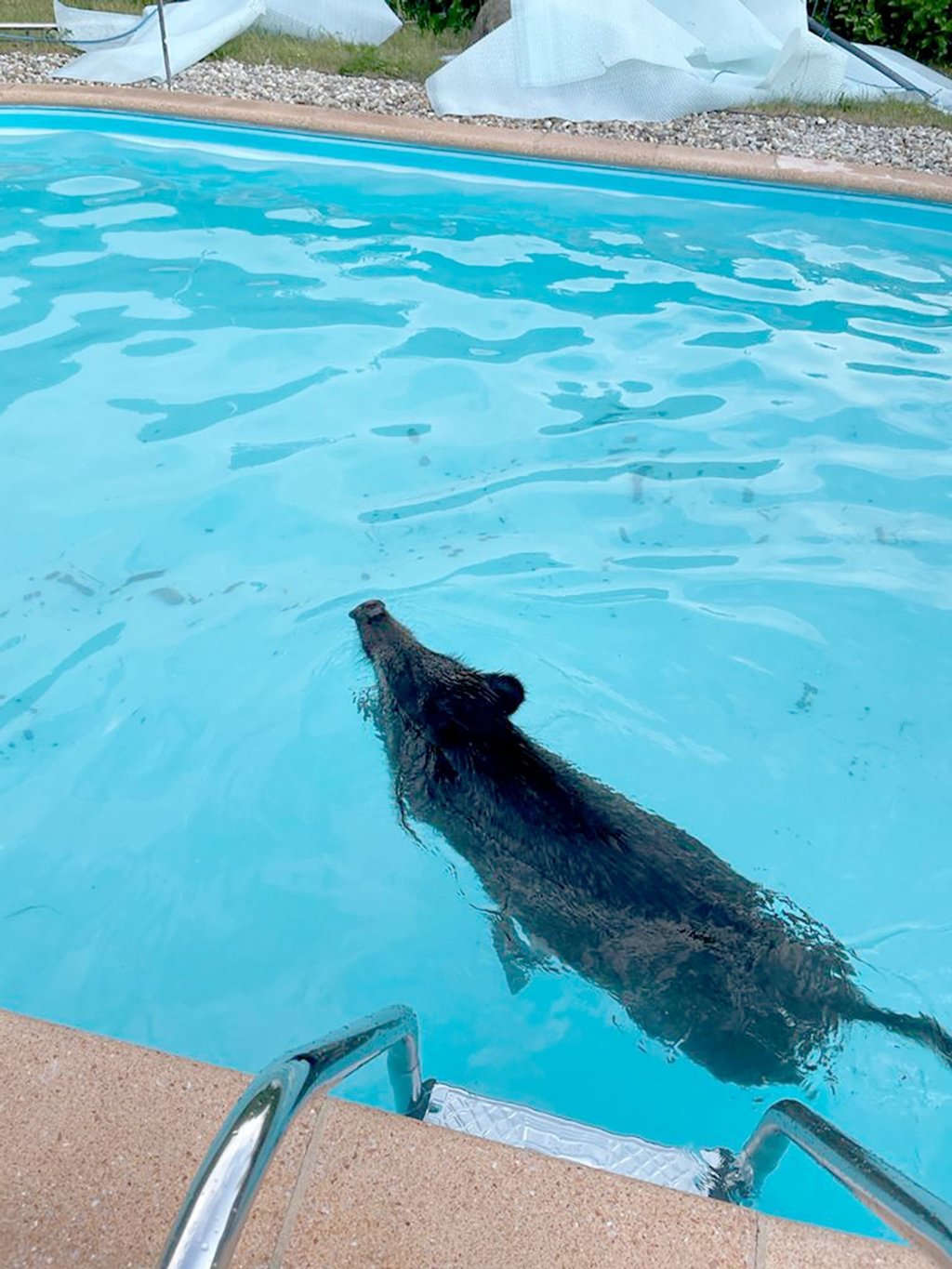Tierischer Badegast - Wildschwein im Swimmingpool