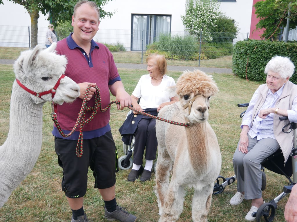 Alpakas in Bad Lippspringe Belmondo und Ricki erfreuen Senioren