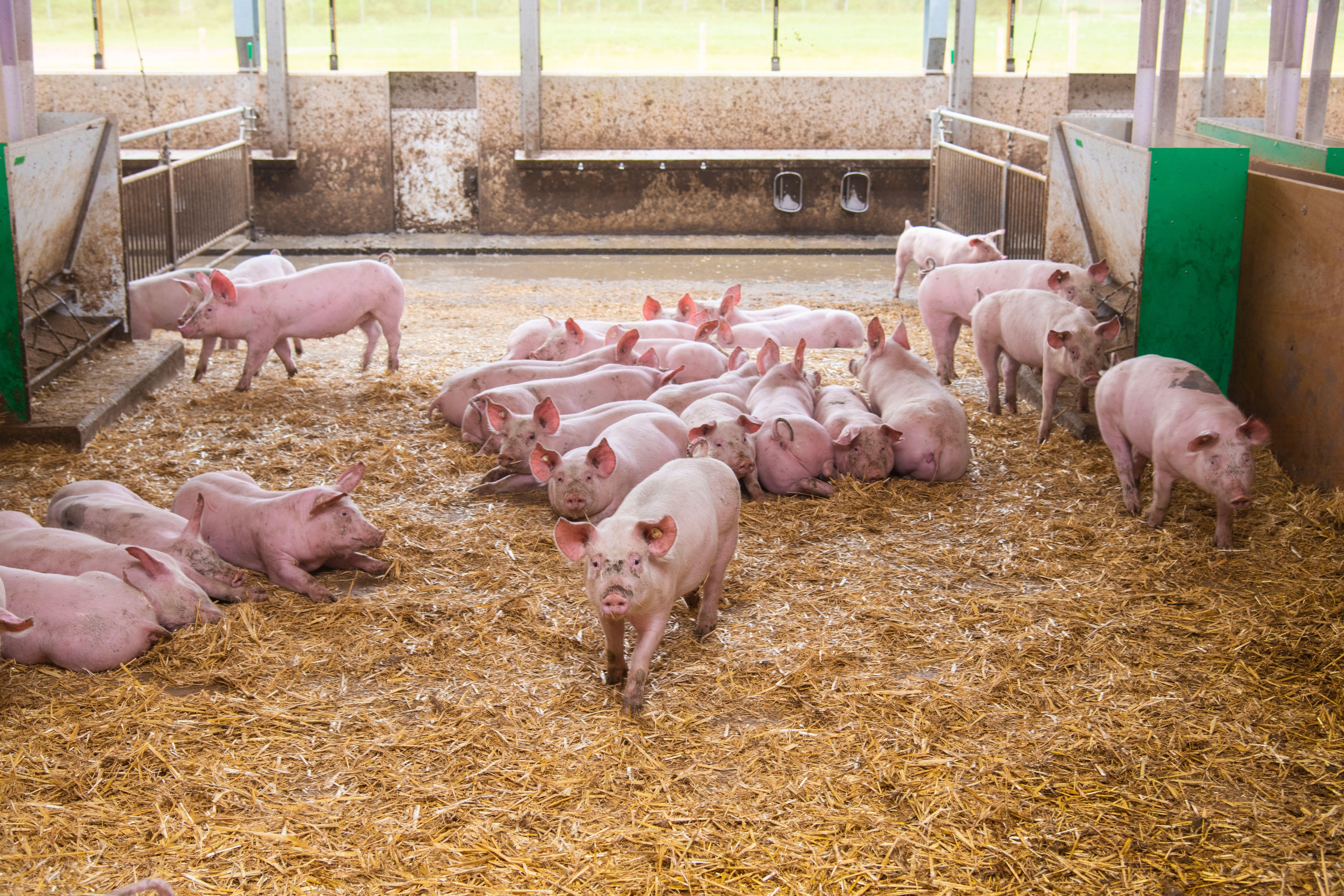 Mehr Tierwohl Im Schweinestall Der Zukunft: Eine Frage Der Haltung